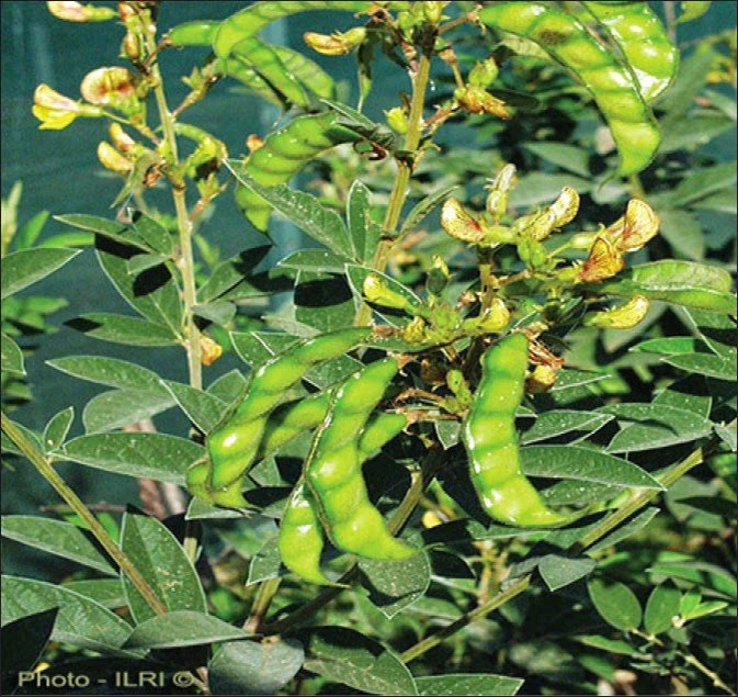 Gude (Cajanus cajan [Linn.] Millsp.)